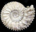 Pavlovia Ammonite Fossil - Siberia #29770-1
